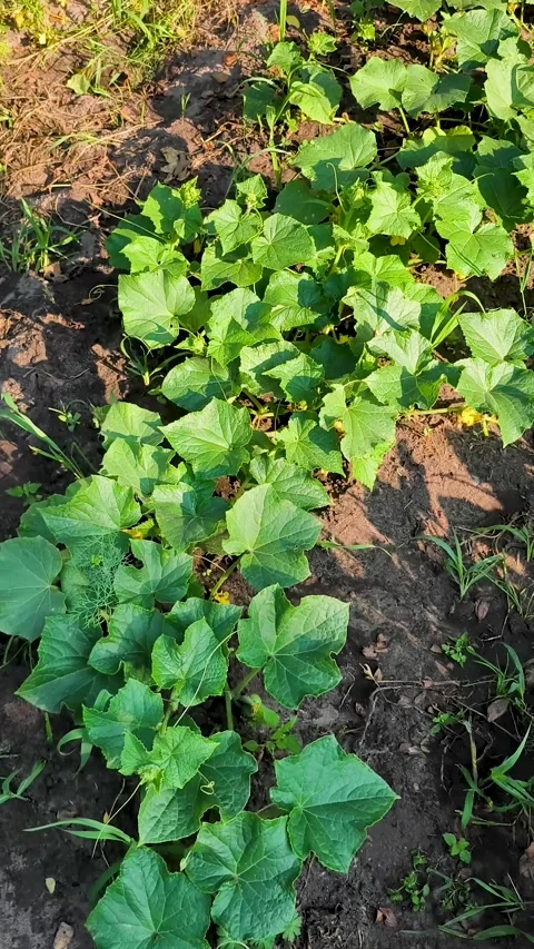 Green Cucumbers Growing on Vines in Vegetable Garden 库存影片 341117431