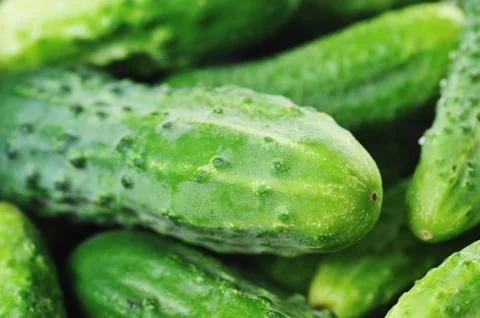 Green cucumbers. Stock Photos