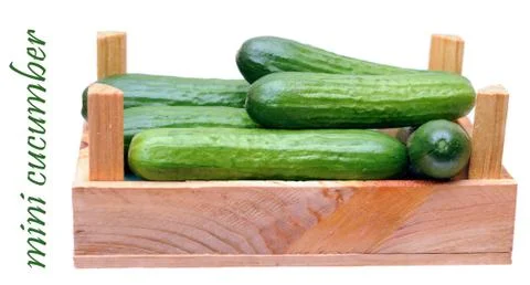 Green cucumbers Foto stock