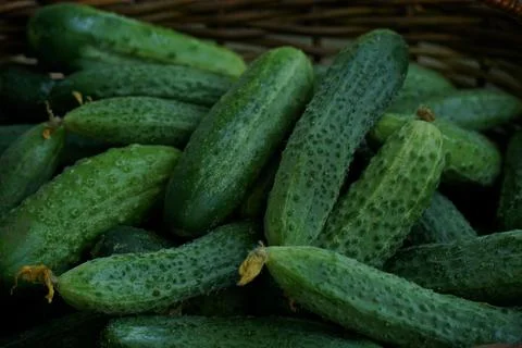 Green cucumbers Stock Photos
