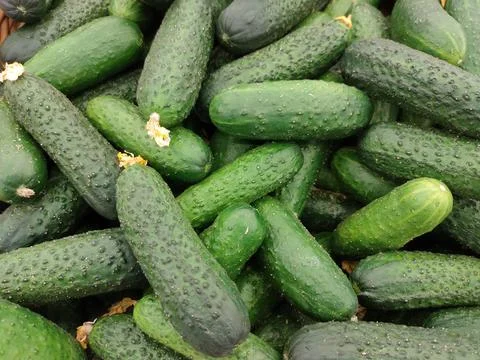 Green cucumbers with pimples Stock Photos