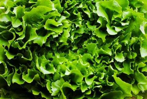 Green curly lettuce on table Stock Photos