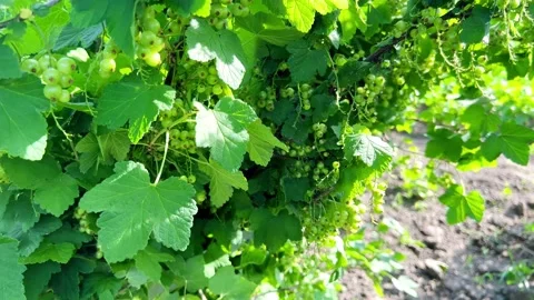 Green currant berries Stock Footage 199505889