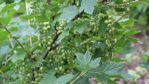 Green currant bush Stock Footage 77410983
