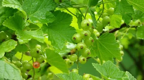 Green currant Stock-Footage 11237253
