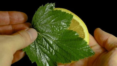 Green currant leaf with orange Stock Footage 78692163