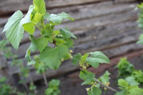 Green currant leaf Stock Photos