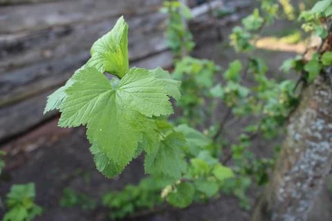 Green currant leaf Stock Photos