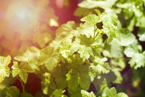 Green currant leaves in spring Stock Photos