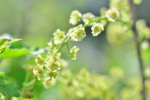 Green currant Stock Photos