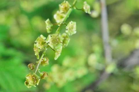 Green currant Stock Photos