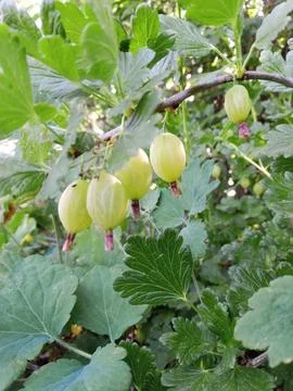 Green currant Stockfoto's
