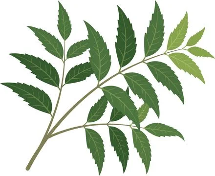 Green Curry Leaf Branch Botanical Illustration Isolated on White Background Stock Illustration