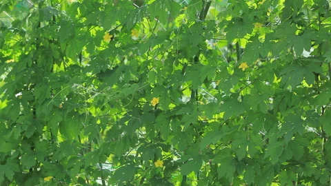 Green Curtains through Bitter Melon Cultivation Stock Footage 327554493