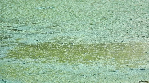 Green cussweed on the surface of the old bog. Summer weather. Stock Footage 157325472