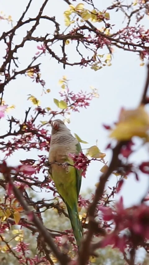 Green cute parrot on a branch of pink sakura in the garden. Exotic bird close-up Video stock 313658002