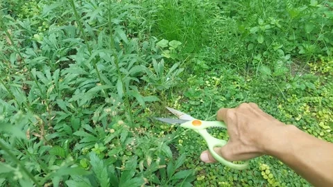 Green Cutting Stock Footage 310940246