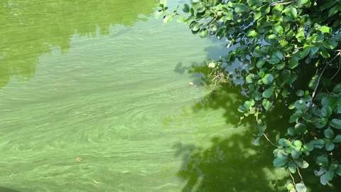 Green cyanobacteria and algae bloom on water surface 库存影片 341894931