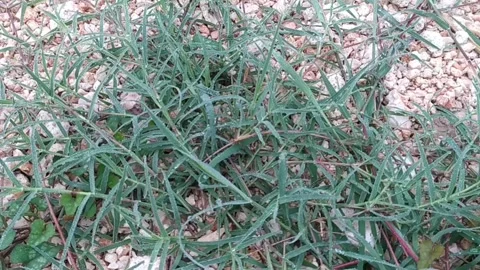 Green Cyperus rotundus with dew drops Stock Footage 256719635