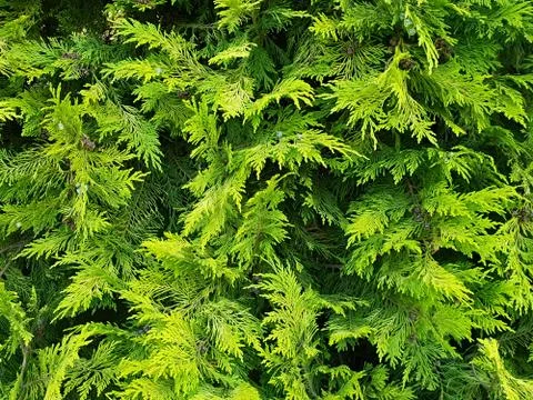 Green cypress branches background. Stock Photos