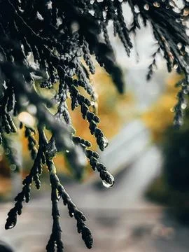 Green cypress branches in raindrops in the rays of the sun at dawn Stock Photos