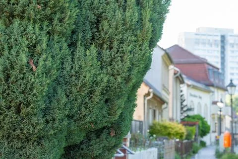 Green cypress hedge frames view of traditional townhouses along sunny street Stock Photos