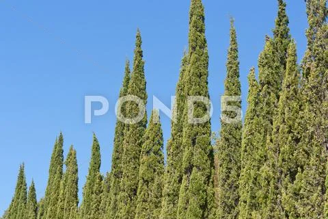 Green cypress Stock Photos