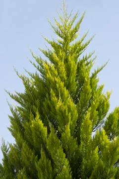 Green cypress Фото