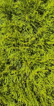 Green cypress tree close up and background vertical photo. Stock Photos