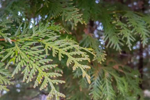 Green cypress tree close up Foto stock
