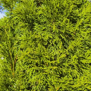 Green cypress tree thuja close up background. Stock Photos