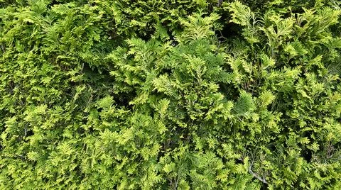 Green cypress wall background texture Stock Photos