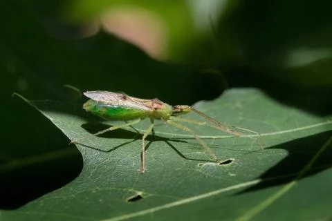 Green Damsel Bug on leaf waiting for prey to pass by Stock Photos
