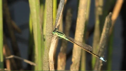 Green damselfly Stock Footage 8519188