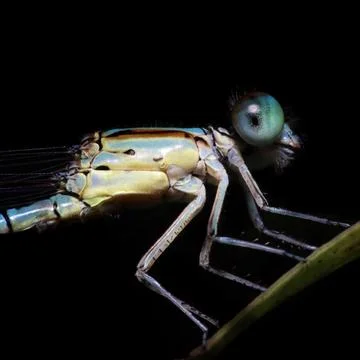 A green damselfly macro or close-up view Stock Photos