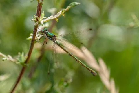 Green damselfly Stock Photos