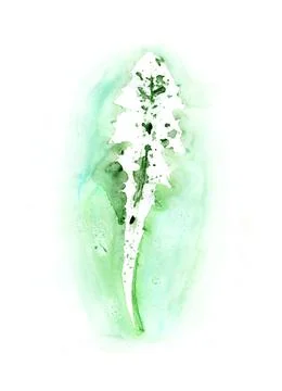 Green dandelion leaf on a white background. Watercolor illustration of plant Stock Illustration