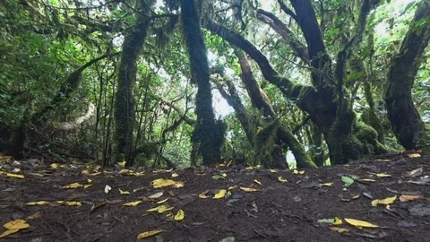Green dark deep forest with little sun through trees Stock Footage 117137071