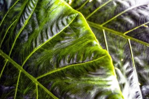 Green dark  Leaf texture background. Stock Photos