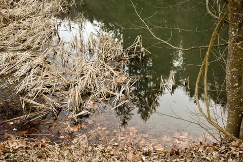 Green dark swamp with reflection of pine trees Stock Photos