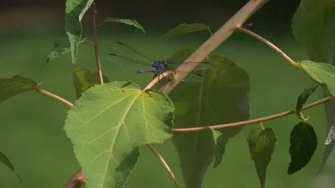 Green darner dragonfly in the sun at the edge of a pond 4K Stock Footage 93795437