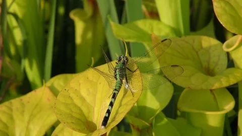 Green Darner Dragonfly on Yellow Pitcher Plant, SE USA Stock Footage 77211044