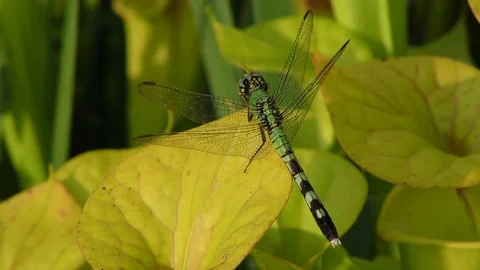 Green Darner Dragonfly on Yellow Pitcher Plant, SE USA Stockbeeldmateriaal 77211056