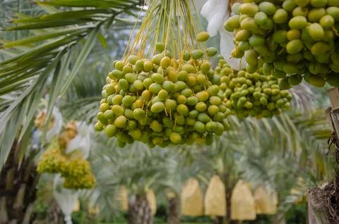 Green date palm fruit on the tree at the garden Foto stock