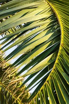 Green date palms leafs, background texture, vertical frame Stock Photos