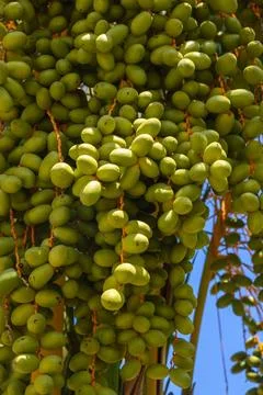 Green dates on branch for background Stock Photos