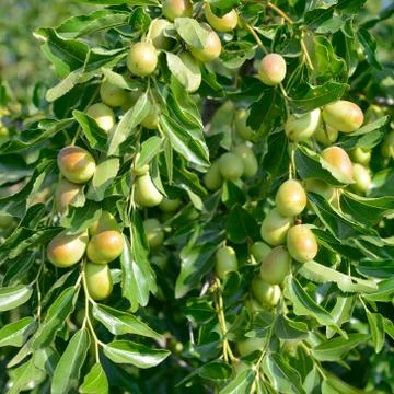 Green dates on the branch Stock Photos