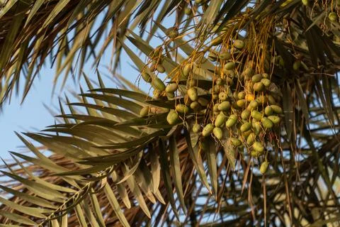 Green Dates on Date Palm Stock Photos
