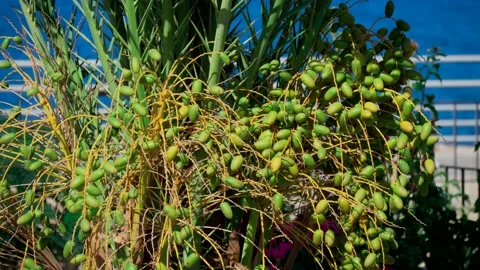 Green dates grow on a palm tree and swing in the wind, close-up. Date palm Stock Footage 130720385