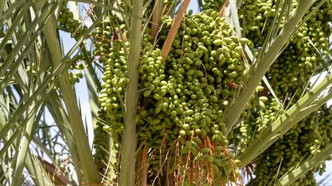Green Dates Growing in Clusters on a Date Palm Tree Foto stock
